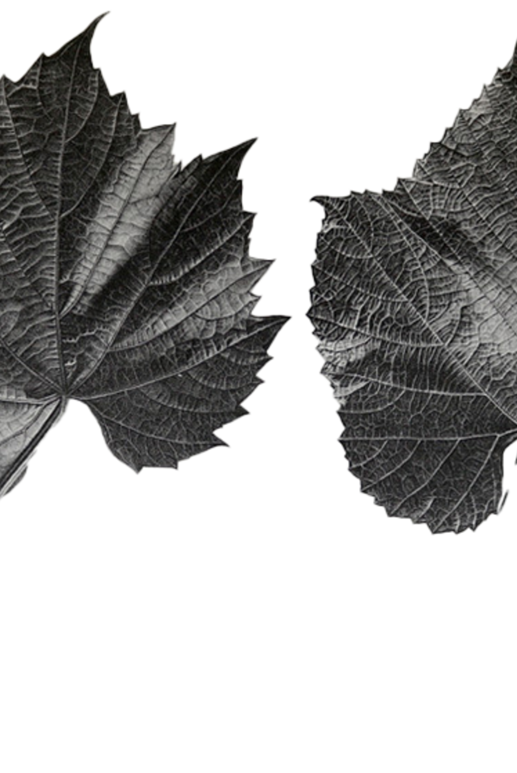 Histoire des principales variétés et espèces de vignes d'origine américaine... - 1885