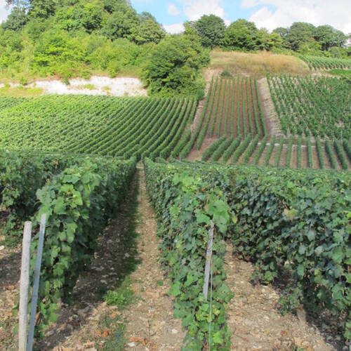 vignoble Christophe Mignon